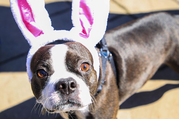Hound Egg Hunt Returns to Palatine on March 27 at Fred P. Hall Amphitheater